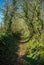 Footpath through typical British English woodland in spring