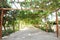 Footpath under the green vine