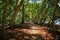 Footpath under trees along the coast of Costa Rica