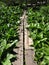 Footpath through vegetation on the Appalachian Trail in Pennsylvania