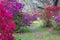 Footpath through Vivid Colored Azalea Bushes