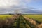 Footpath with wheat