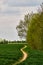 Footpath in wheat field