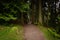 Footpath in Whinlatter Forest