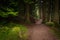 Footpath in Whinlatter Forest