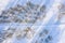 Footpath in winter park. frozen bare trees and long shadows in the snow. aerial view