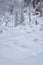 Footpath in winter taiga forest under heavy snow along Tevenek river on the bank of Teletskoe lake. Altai