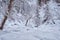 Footpath in winter taiga forest under heavy snow along Tevenek river on the bank of Teletskoe lake. Altai