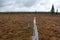 Footpath With Wooden Planks in Taiga, Finland