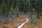 Footpath With Wooden Planks in Taiga, Finland