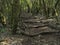 Footpath with wooden steps in fairytale laurisilva forest with mossy trees at Garajonay National Park, La Gomera, Canary