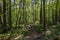 Footpath in Woods Sunny Trees Summer Landscape Trail in Forest Background Green Leaves and Branches Backdrop