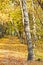 Footpath in yellow autumn birch forest