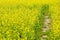 Footpath through yellow flower farm