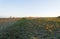 Footpaths cross a frosty hillside in the mornng sun