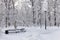 Footpaths in the Moscow city Park. Trees in snow. Winter, Sunny frosty.
