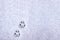 Footprint of a cat or dog paws on the snow. Care for pets in the winter, in cold weather