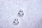 Footprint of a cat or dog paws on the snow. Care for pets in the winter, in cold weather