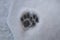 Footprint cat on the snow front foot. Animals footprints. animal track