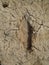 Footprint in the desert