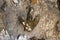 Footprint of dinosaur Carnotaurus on ground near stream at Phu Faek national forest park , Kalasin ,Thailand . Water logged on