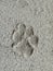 Footprint of dog on cement concrete background closeup.