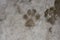 Footprint dog on the snow. The front foot of the canine. Animals footprints