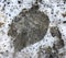 Footprint of an elephant on the surface of a dried-up salt puddle compared to the footprint of a human shoe
