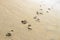 Footprint footprints on the beach sand by the water Mexico