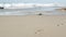 Footprint or footstep, ocean waves, sandy beach. Foot step or footmark in focus.