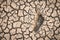A footprint of human on dry crack soil cause drought.