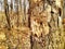 The footprint of a large animal on the bark of a tree. Bear trail on a tree