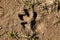 The footprint of a large dog`s paw on the earth