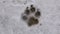 The footprint of a large paw of a dog or wolf in the snow