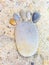 Footprint made up of stones on a sandy background