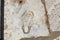 Footprint on Marble for advertisement of the Brothel in Ephesus, Izmir, Turkey