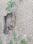 Footprint in the mud