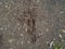 Footprint of a roe deer in mud soil in the ground