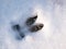 Footprint of a roe deer in very deep snow