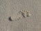 Footprint on sand beach background. Footprint on wet beach sand.