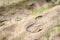 Footprint in the sand field with grass