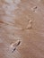 Footprint Sandy Impression