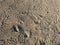 Footprint trace of a hiker on a dusty trail