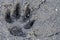 Footprint of a wolf on the ground. Research of wild animal tracks