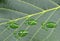 Footprints of animal on walnut green leaf