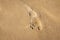 Footprints in the beach sand at the North sea coast