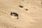 Footprints in the beach sand at the North sea coast