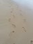 Footprints on Bengkunat beach, Krui