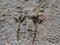 Footprints Bird in sand