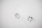 Footprints of a cat or dog paws on the snow. Care for pets in the winter, in cold weather.